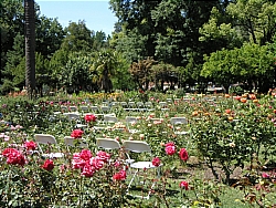 Rose Garden At McKinley Park
